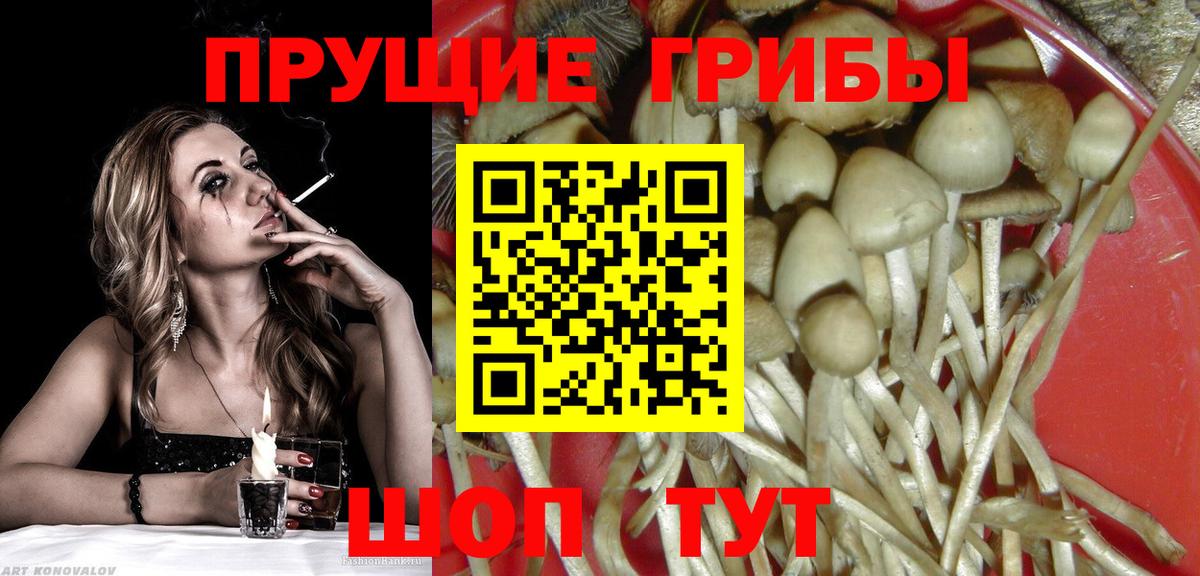 Псилоцибиновые грибы мицелий Домодедово